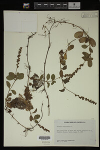 Veronica officinalis image