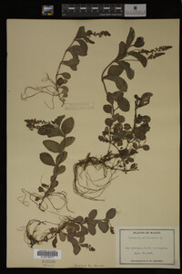 Veronica officinalis image