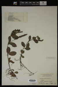 Image Associated With the Occurrence