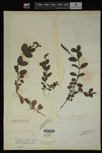Veronica officinalis image