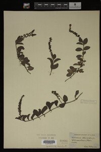 Veronica officinalis image