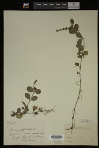 Veronica officinalis image