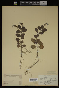 Veronica officinalis image