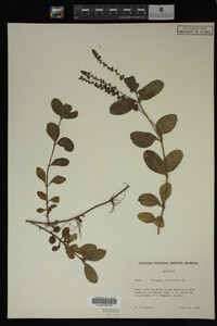 Veronica officinalis image