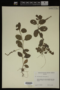 Veronica officinalis image