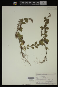 Veronica officinalis image