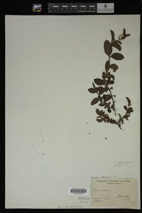 Image Associated With the Occurrence