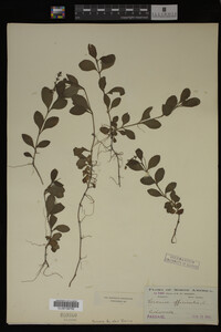 Veronica officinalis image