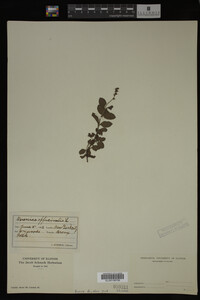 Veronica officinalis image