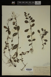 Veronica officinalis image