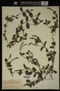 Veronica officinalis image