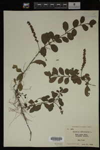 Veronica officinalis image