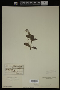Veronica officinalis image