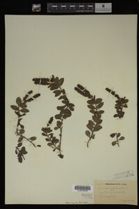 Veronica officinalis image