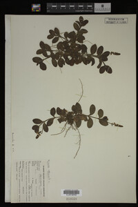 Veronica officinalis image