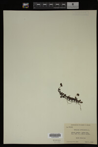 Veronica officinalis image