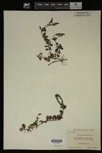 Veronica officinalis image