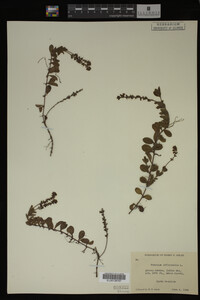 Veronica officinalis image