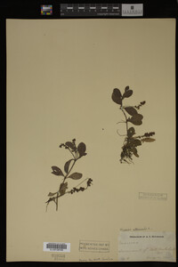 Veronica officinalis image
