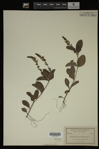 Veronica officinalis image