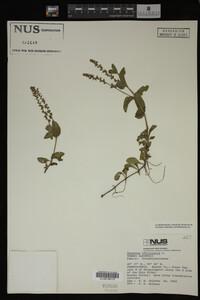 Veronica officinalis image