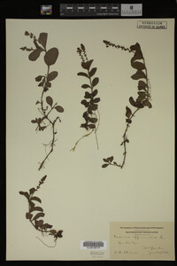 Veronica officinalis image