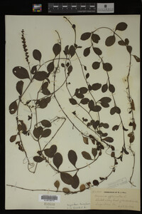 Veronica officinalis image
