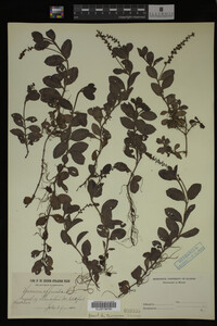 Veronica officinalis image