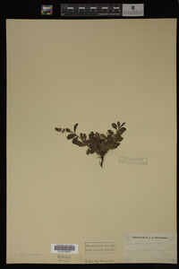 Veronica officinalis image