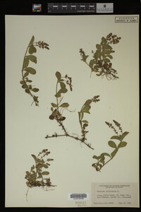 Image Associated With the Occurrence