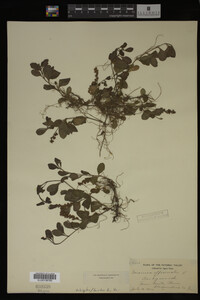 Veronica officinalis image