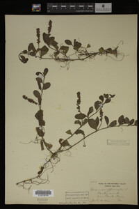 Veronica officinalis image