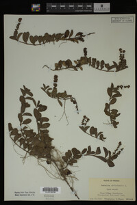 Veronica officinalis image