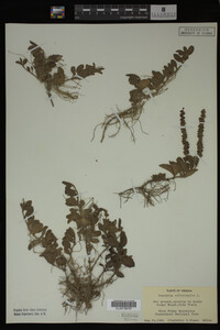 Veronica officinalis image