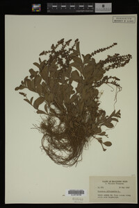 Veronica officinalis image