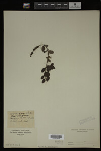 Veronica officinalis image