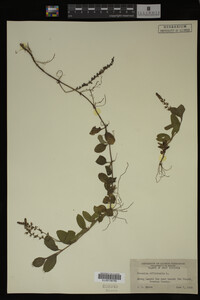 Veronica officinalis image