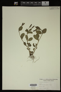 Veronica officinalis image