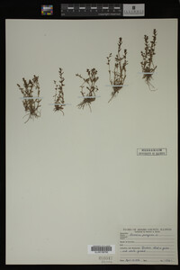 Veronica peregrina image