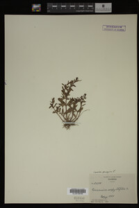 Veronica peregrina image