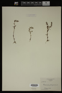 Veronica peregrina image