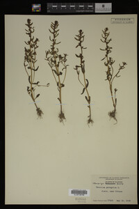 Veronica peregrina image
