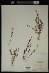 Veronica peregrina image
