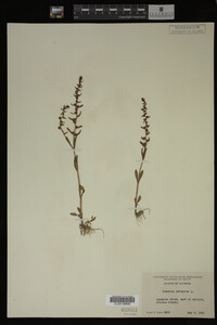 Veronica peregrina image