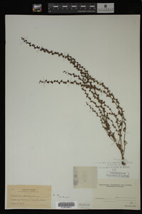 Veronica peregrina image