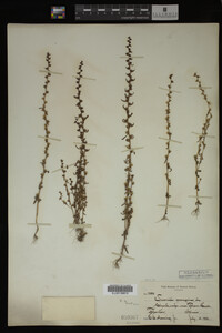 Veronica peregrina image