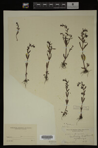 Veronica peregrina image
