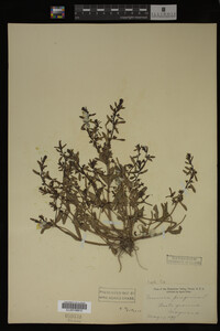 Veronica peregrina image
