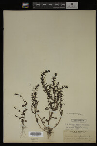 Veronica peregrina image