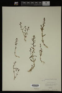 Veronica peregrina image